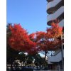 紅葉（こうよう）と紅葉（もみじ）