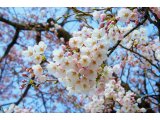 一筋縄ではいかない春の訪れ