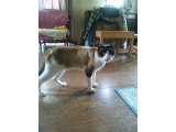 実家の猫の話。