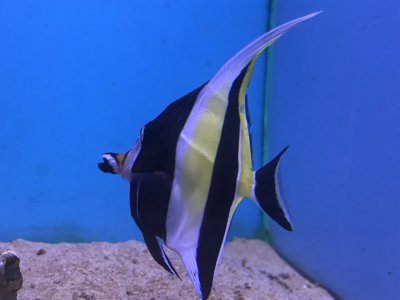 ギル