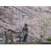 花見の散歩④