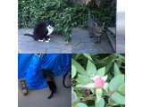 おはようございます。今週も元気な笑顔でよろしくお願いいたします。