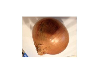 本日の鑑定士