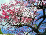 沖縄県桜の花が満開です