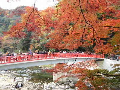 上川養鱒場たより 11月 9日 朝