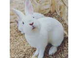 【2023】うさぎ年は飛躍の年【抱負】