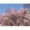 明治維新と共に「そめいよしの」が日本の桜！？