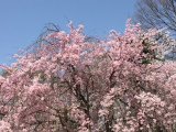 明治維新と共に「そめいよしの」が日本の桜！？