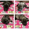 全て決まりました【子犬情報】ミニチュア・シュナウザー　2024年6月5日生まれ