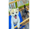 こたろうくん&ミニーちゃん
