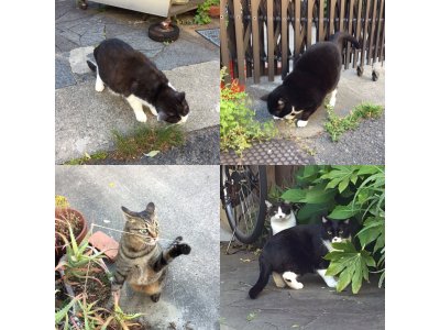 おはようございます。きょうもハッピーな笑顔で頑張りましょう。
