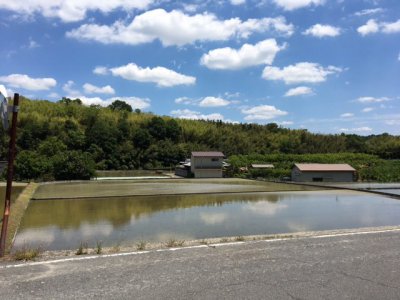 水田がきれい