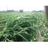 8/17【2年目の「夏の陣」…草取りが続きます】