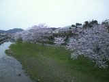 南関店の裏にある南関高校前で桜が満開です。（＾＾）ｖ