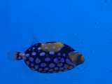 ホンモンガラ