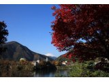 丹沢湖の紅葉が見頃です。