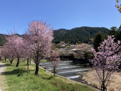 ★ 大原里の駅から親水公園までの山桜が満開　♪