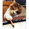 ダイソー