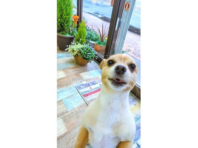 こむぎくん