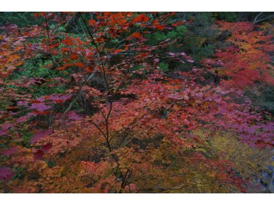 今年の紅葉は赤色が多くて華やかな渓谷です。野天風呂からも眺められますよ。