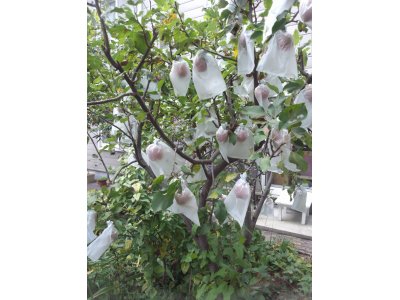本日はお休みです