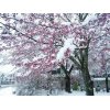 桜の木に雪が積もった珍しい光景に出会えました♪