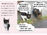 光療術院(ひかりりょうじゅついん)にゃんこ劇場