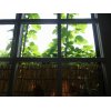 葉っぱのカーテン…リトルエレファントの窓です！