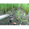 8/6【田んぼの草取り】