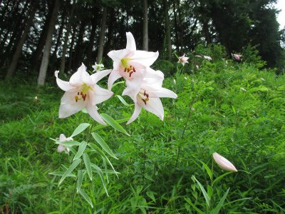 組合長のつぶやき 6月21日 朝