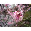 早稲田（東京都新宿区）の梅が満開になりました。赤帽ホームページ2012/3/19