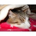 お店のミカタを見て来院でタウリン含有ドリンクプレゼント！