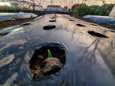 先週は、バラの木の剪定中だったのか・・・ 1週間が過ぎるのも早いものだと感じる・・・