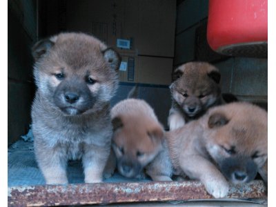 春ちゃんの子犬達は、37日目になります。みんな愛嬌が良いですよ。