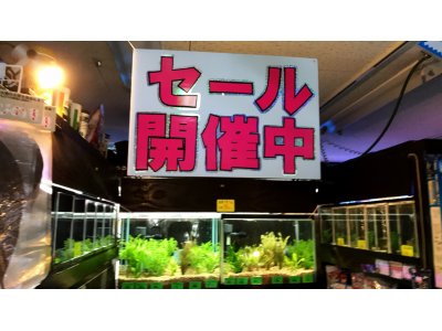 サマーセール