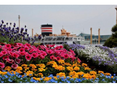 山下公園の花壇展