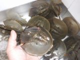 最新入荷魚