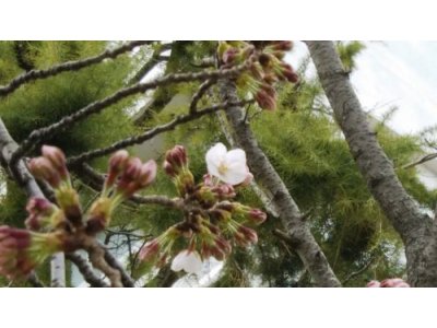 新潟市立白新中学校では