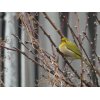 春の足音