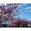 河津桜
