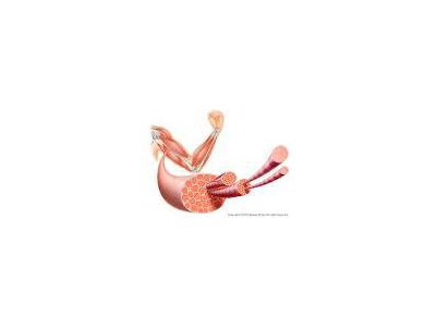 筋肉をつくるなら・・・