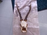 府中のお客様から鹿の骨格標本お買取りしました