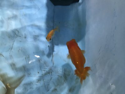 上物