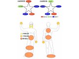ベーチェット病と光線療法