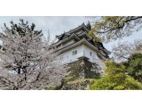 桜満開「和歌山城」