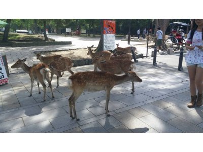 本日の営業と奈良の鹿