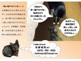 花粉症にも漢∞蘭アロマ光+がオススメです。