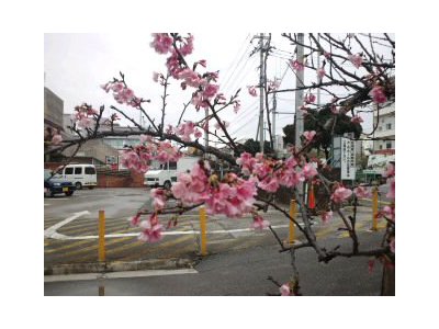 桜祭り