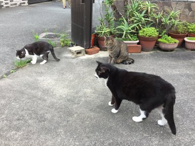 おはようございます。きょうも元気な笑顔で頑張りましょう。