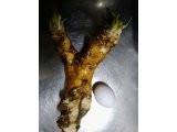 自宅庭の山ワサビ掘ってみました